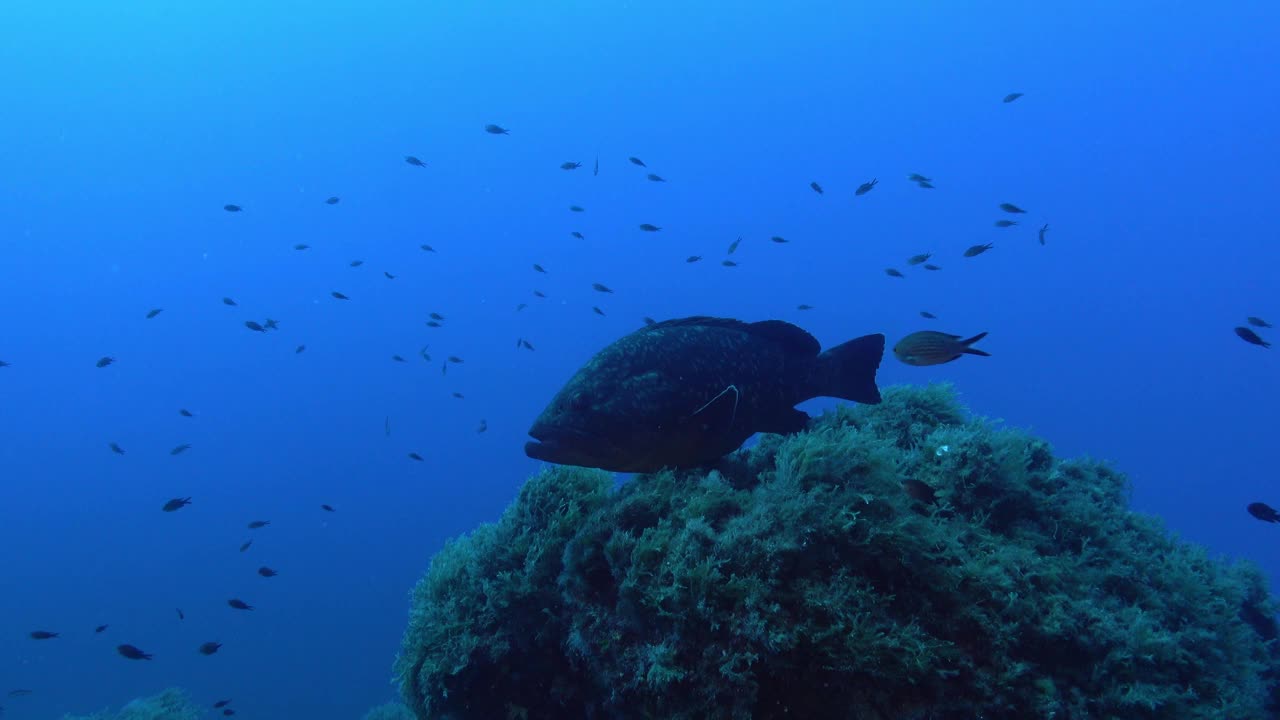 海洋生物-地中海大石斑鱼视频下载