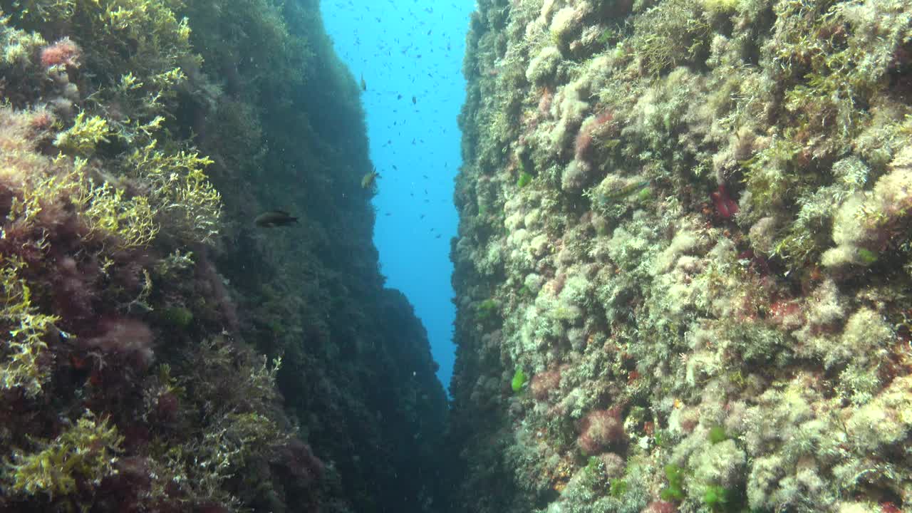 水下景观- POV在地中海珊瑚礁潜水视频下载