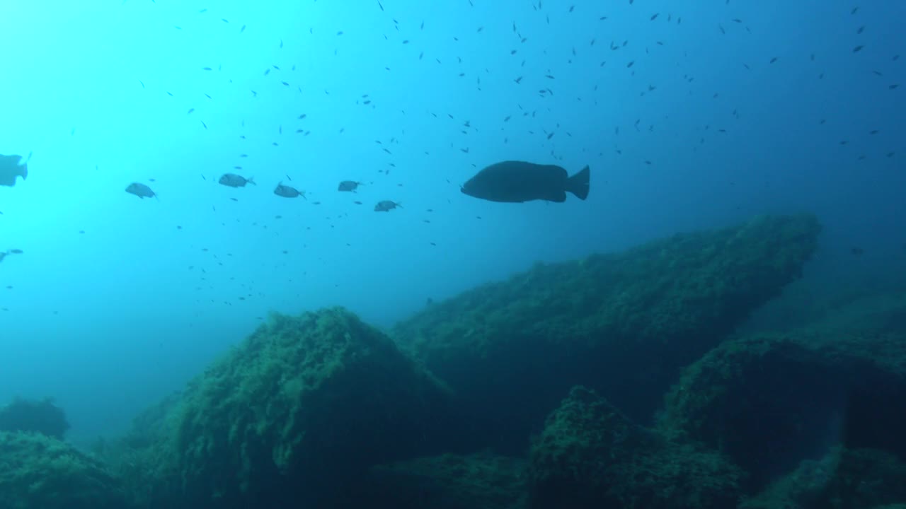 海洋生物-地中海大石斑鱼视频下载