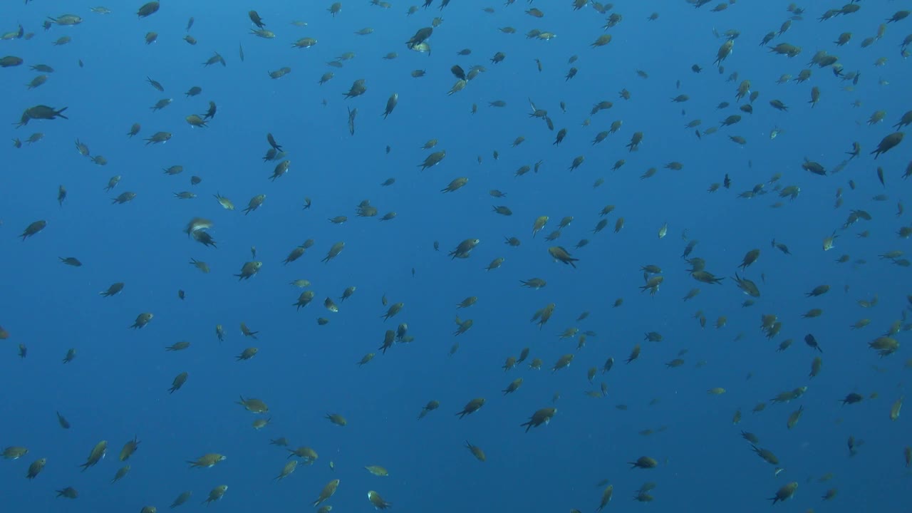 蓝色海水中的一大群小雀鲷视频下载