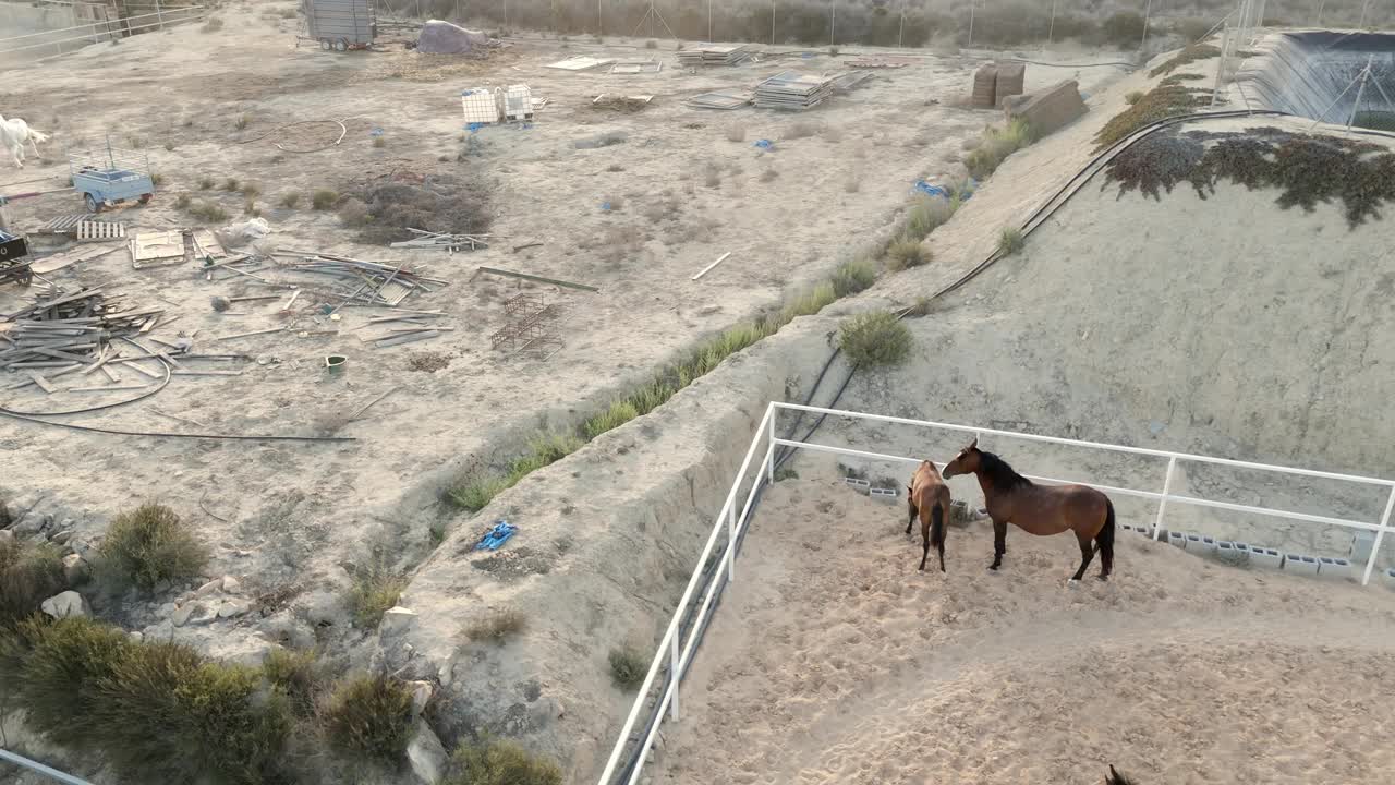 俯视图马在围场互动，展示小马驹在阳光明媚的天空下快乐地跑来跑去。无人机拍摄视频下载