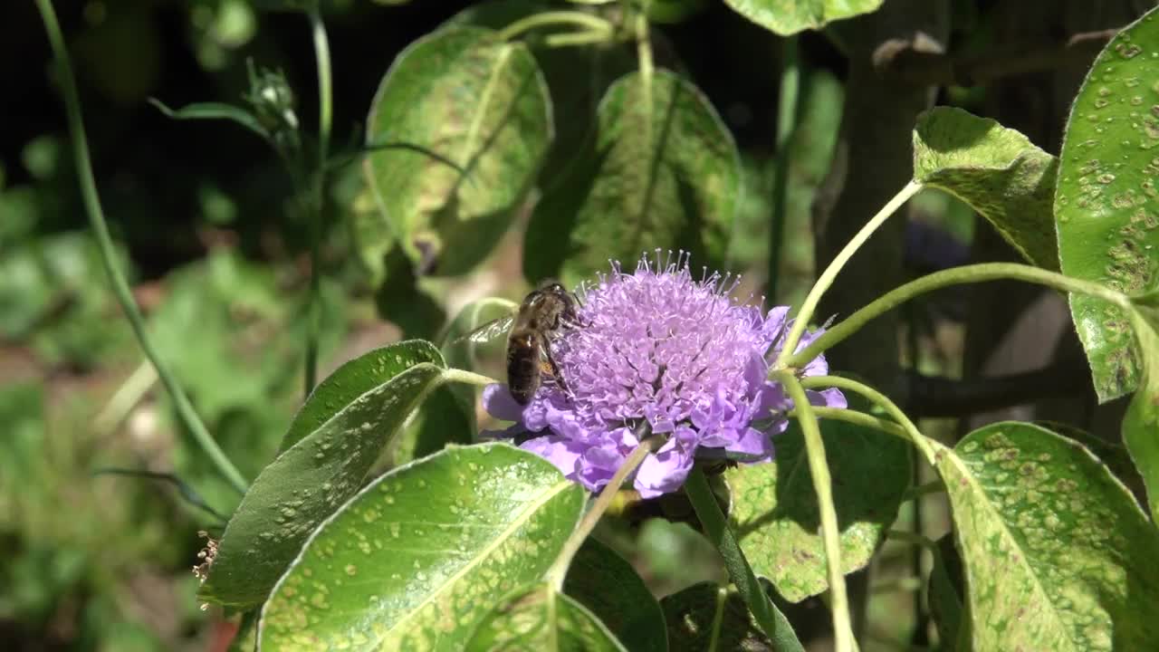 近距离微距视频的金色蜜蜂收集花蜜在一朵粉红色的花。授粉。视频下载