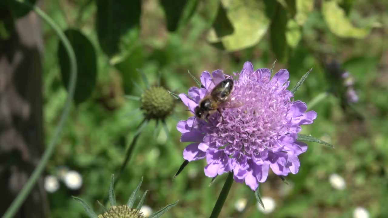 近距离微距视频的金色蜜蜂收集花蜜在一朵粉红色的花。授粉。视频下载