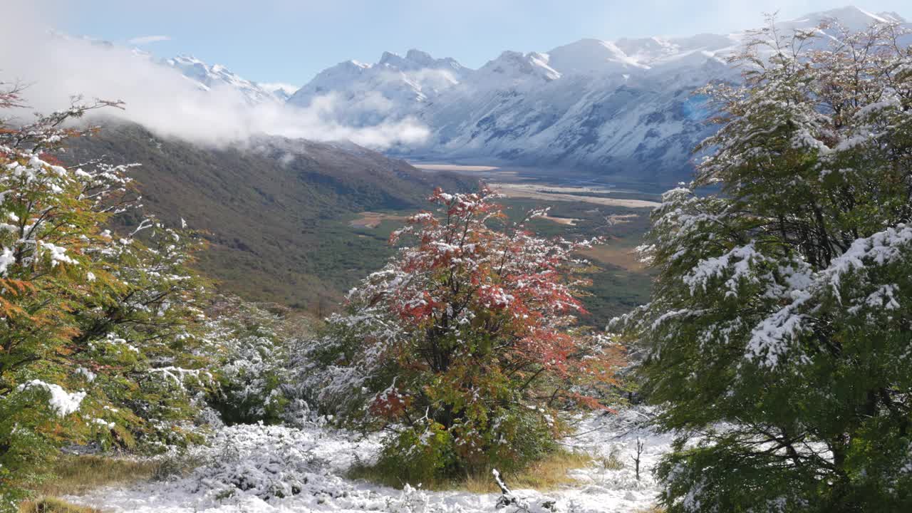 秋天的早晨，山毛榉树被新雪覆盖视频下载