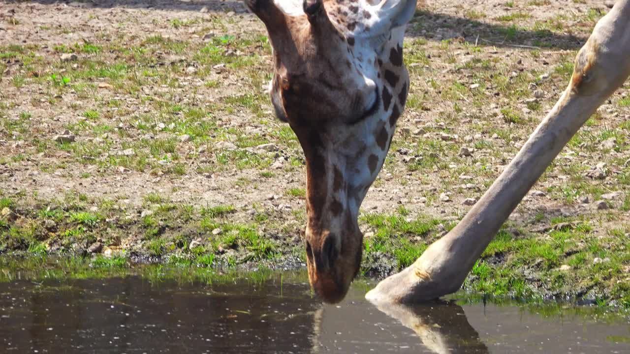 动物长颈鹿从湖中喝水特写视频下载