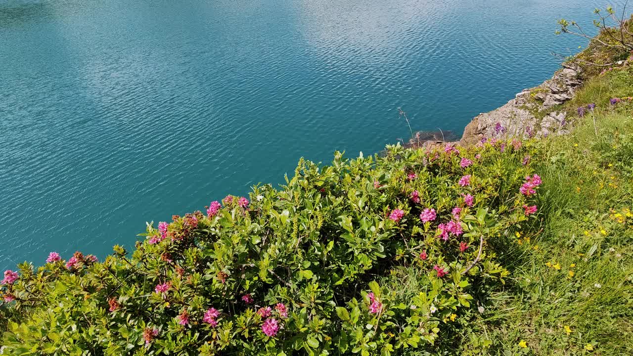 夏天的湖边景色，盛开的野花和清澈的蓝色水视频下载