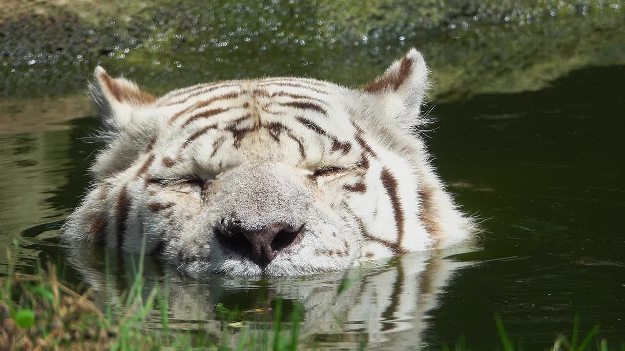 湖面上的白虎头视频素材