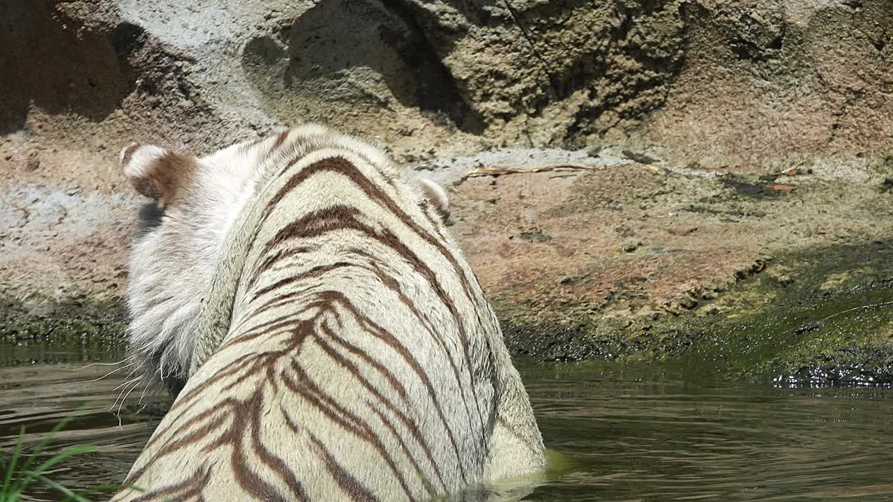 白虎躺在水里躲避炎热视频下载