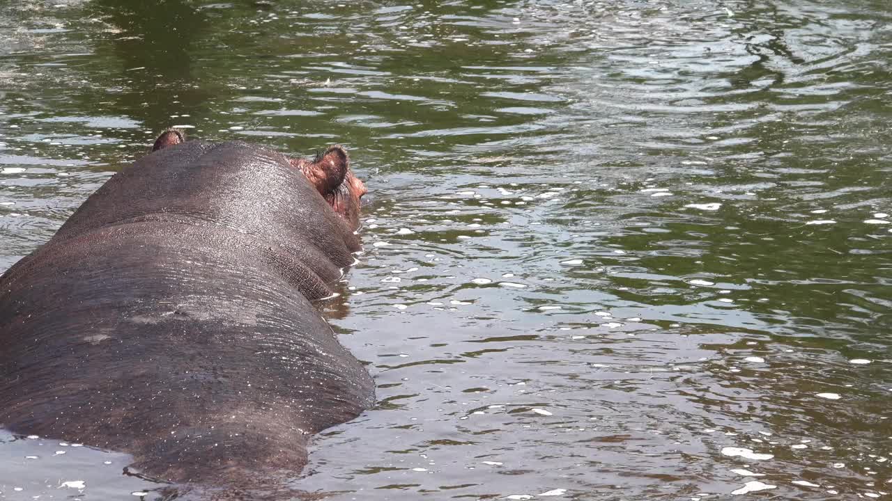 河马躺在湖中视频素材