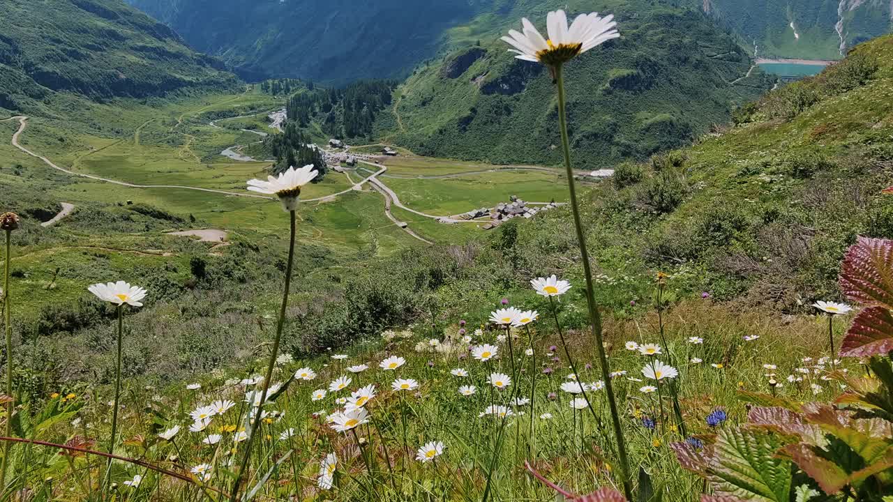 夏季探索在一个郁郁葱葱的山谷盛开的雏菊视频素材