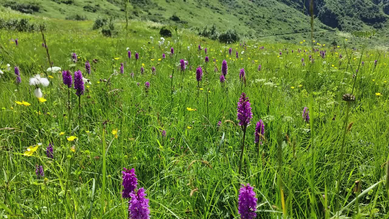 充满活力的夏日草地，紫色的野花和郁郁葱葱的绿草视频素材