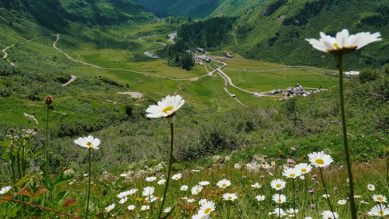 在郁郁葱葱的绿色山谷里，田园般的夏日，点缀着白色的野花视频素材