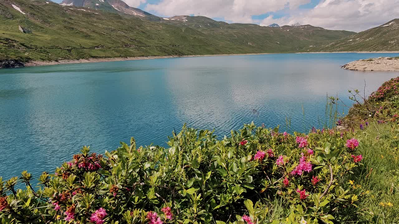 宁静的高山湖泊周围盛开的鲜花和郁郁葱葱的绿色植物视频下载