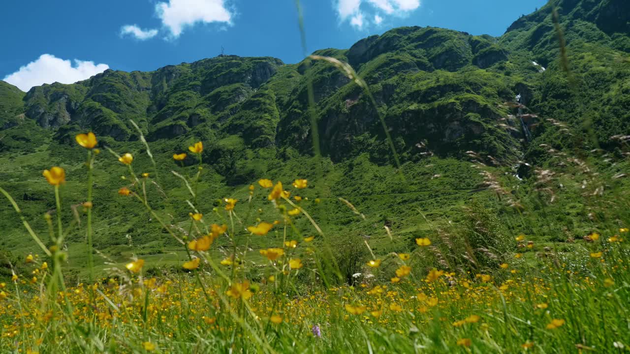 充满活力的夏季草地，黄色的野花和郁郁葱葱的绿色山脉视频下载