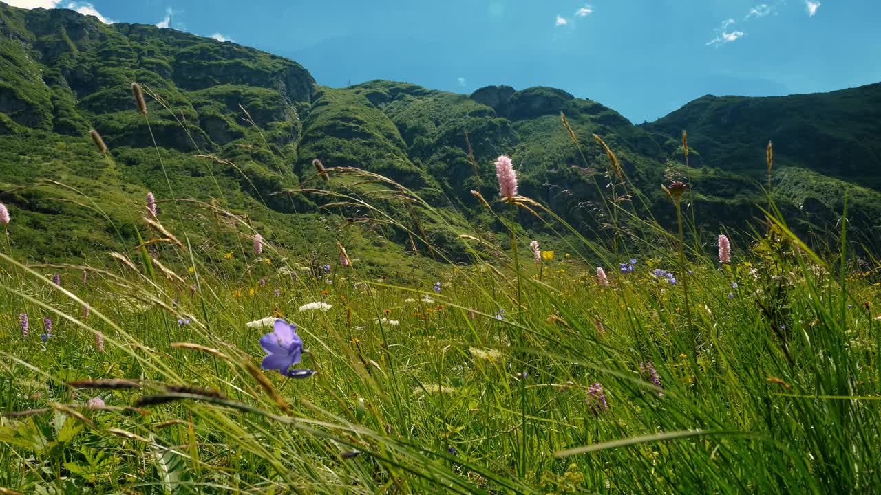 宁静的夏日草地，野花和郁郁葱葱的青山视频素材