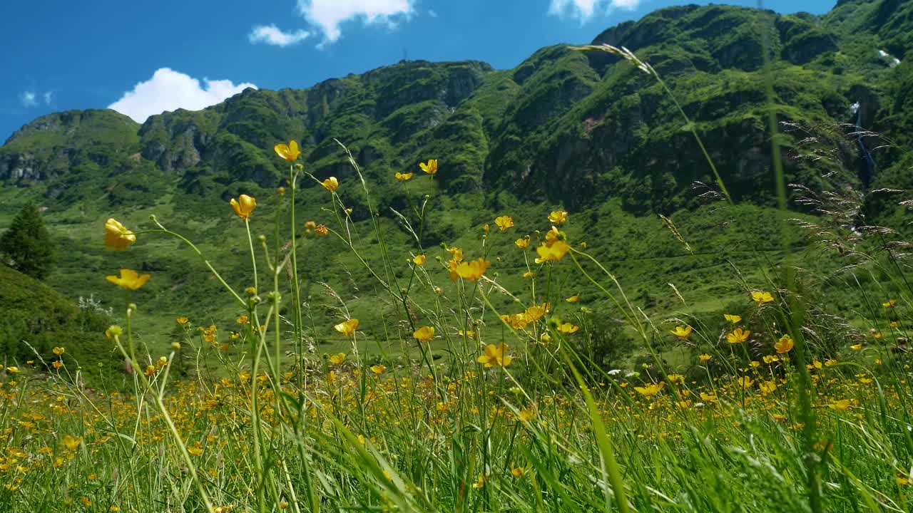 充满活力的夏季草地与盛开的黄色毛茛和郁郁葱葱的青山。视频素材