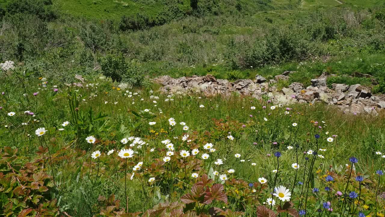 夏日草地盛开的野花和绿色的山坡视频素材