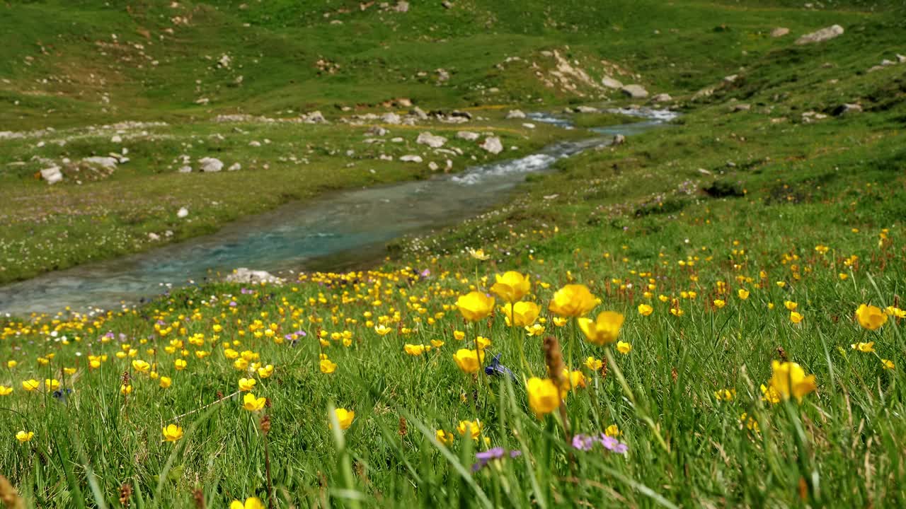 充满活力的夏季草地，黄色的野花和宁静的山间溪流视频下载