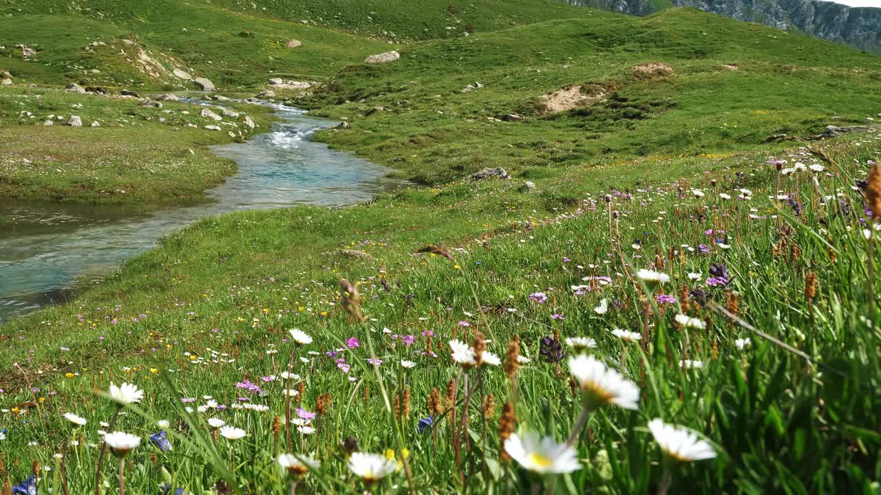 高山景观与水晶清澈的溪流和盛开的野花视频下载