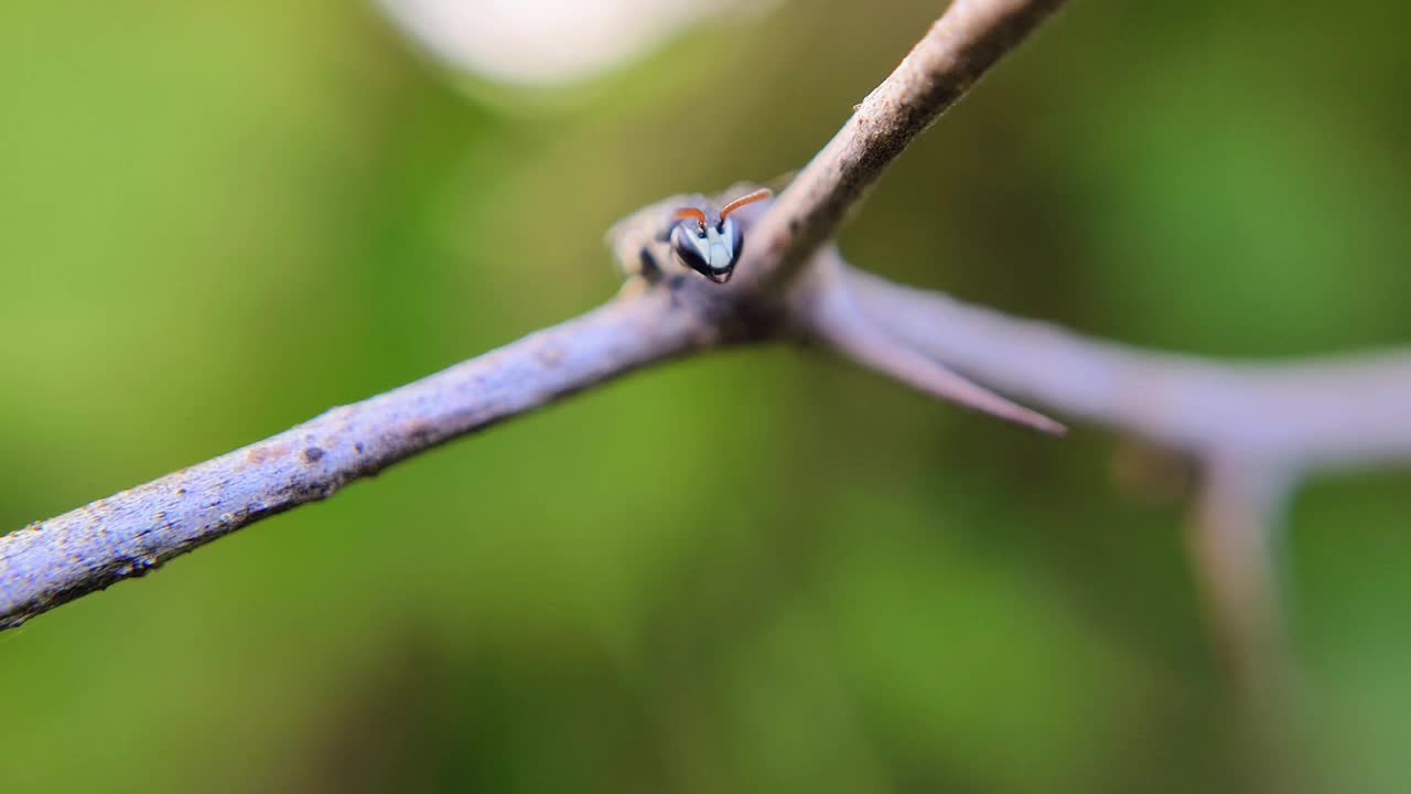 小黄蜂的特写视频素材