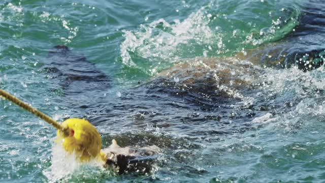 海狮和海豹试图用一块鱼来捕捉诱饵。野生海狗在南非水域狩猎。提供交易。南非的野生食肉动物。野生动物。海豹跳出水面视频下载