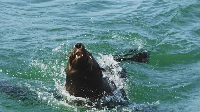 海狮和海豹试图用一块鱼来捕捉诱饵。野生海狗在南非水域狩猎。提供交易。南非的野生食肉动物。野生动物。海豹跳出水面视频下载