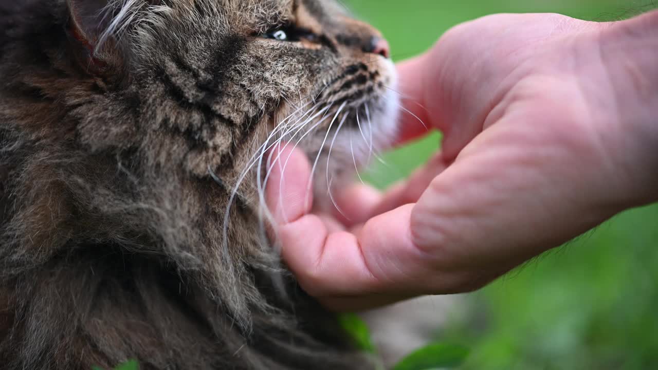 男人轻轻地抚摸一只心满意足的猫，唤起幸福的信任和幸福视频下载