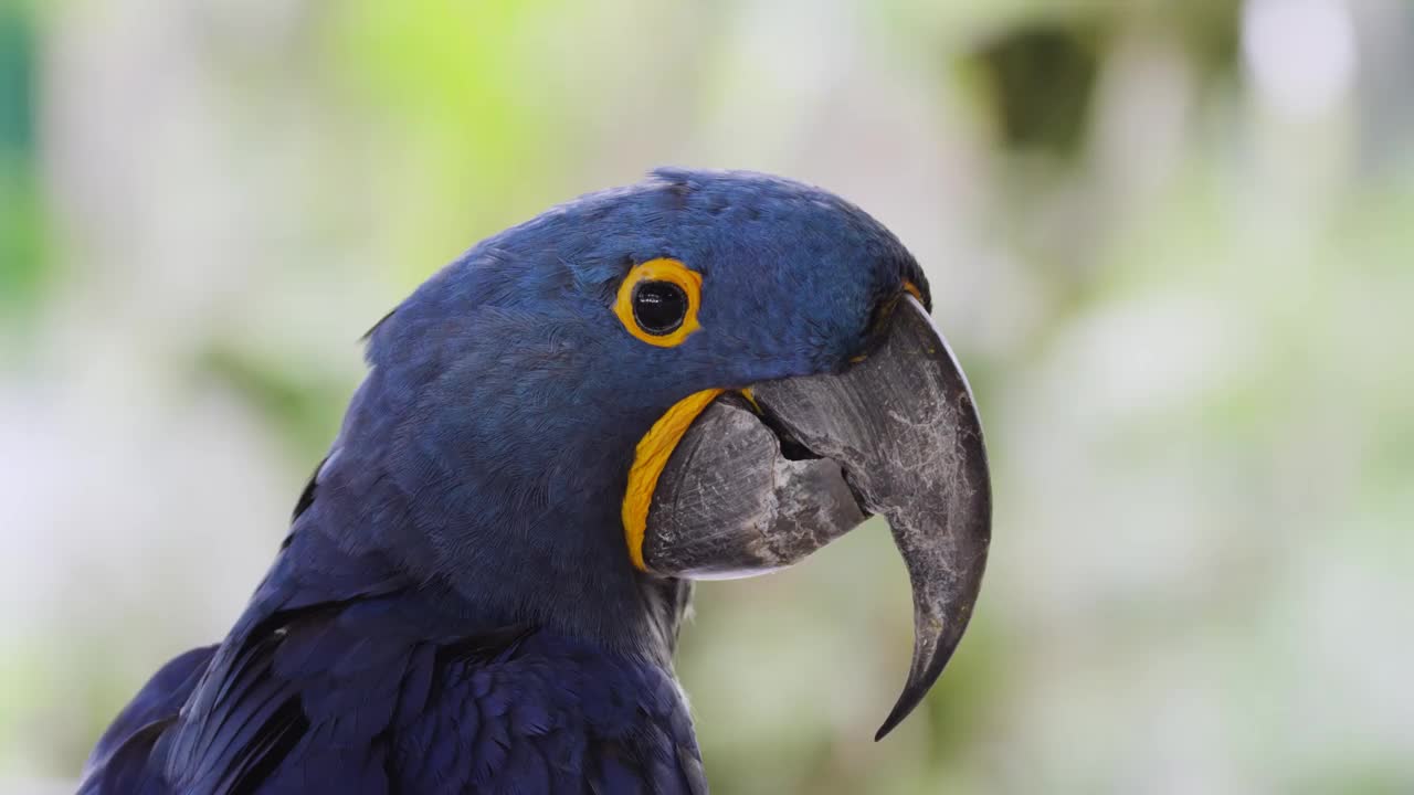 风信子蓝金刚鹦鹉(Anodorhynchus Hyacinthinus)。视频素材