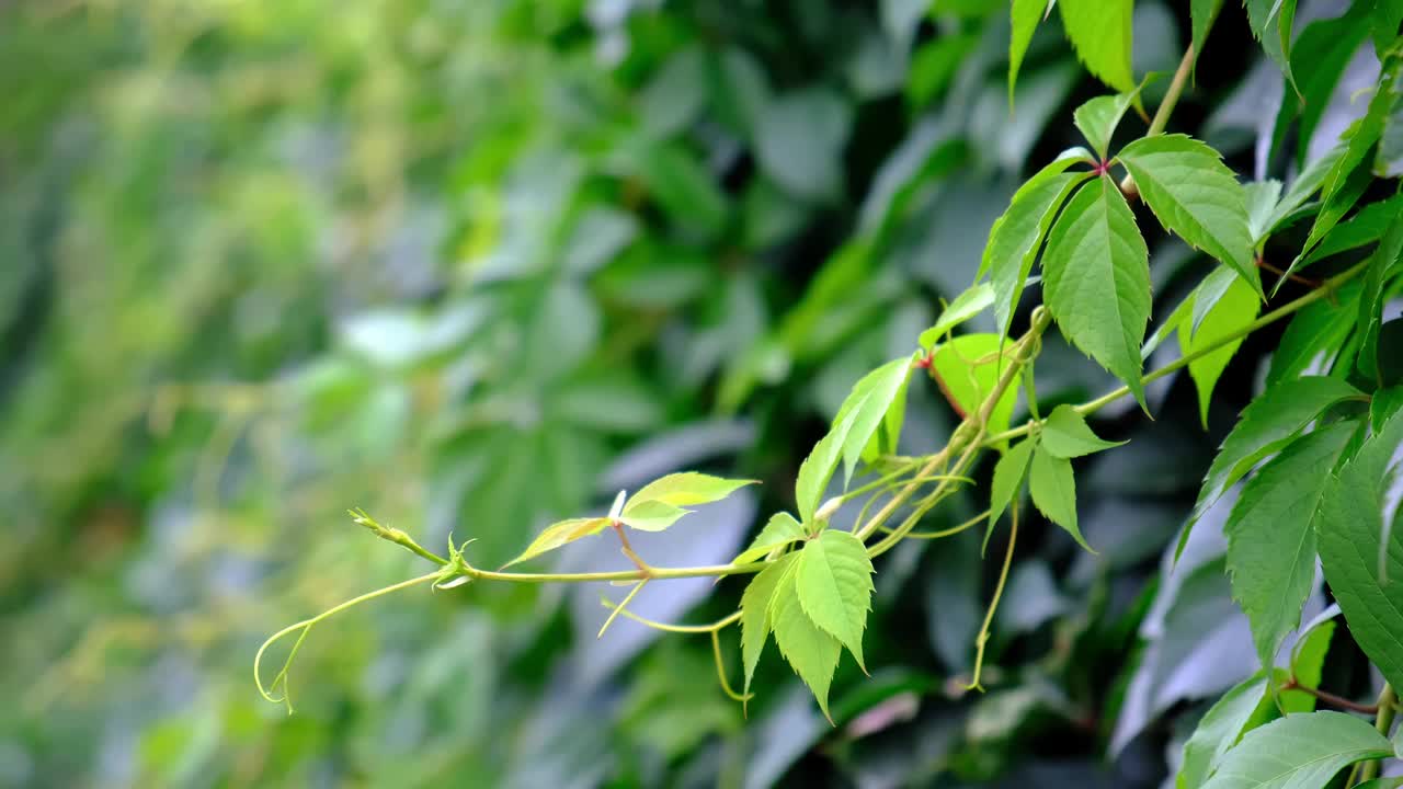 野葡萄叶的绿色树篱。茂密的灌木篱墙。自然的纹理。植物的背景。美丽的自然壁纸。花园装饰。长满常春藤的墙。高画质4K视频素材