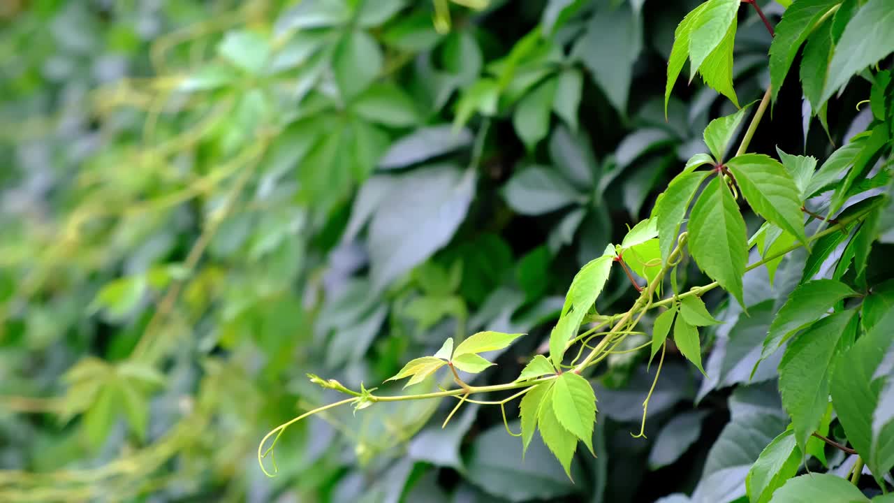 野葡萄叶的绿色树篱。茂密的灌木篱墙。自然的纹理。植物的背景。美丽的自然壁纸。花园装饰。长满常春藤的墙。高画质4K视频下载