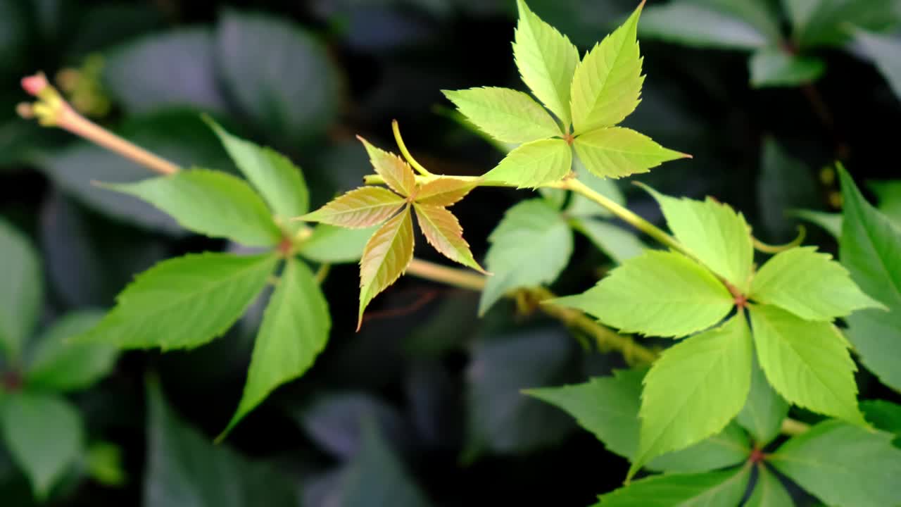 野葡萄叶的绿色树篱。茂密的灌木篱墙。自然的纹理。植物的背景。美丽的自然壁纸。花园装饰。长满常春藤的墙。高品质4K。垂直拍摄视频素材