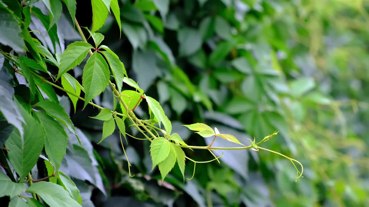 野葡萄叶的绿色树篱。茂密的灌木篱墙。自然的纹理。植物的背景。美丽的自然壁纸。花园装饰。长满常春藤的墙。高画质4K视频下载