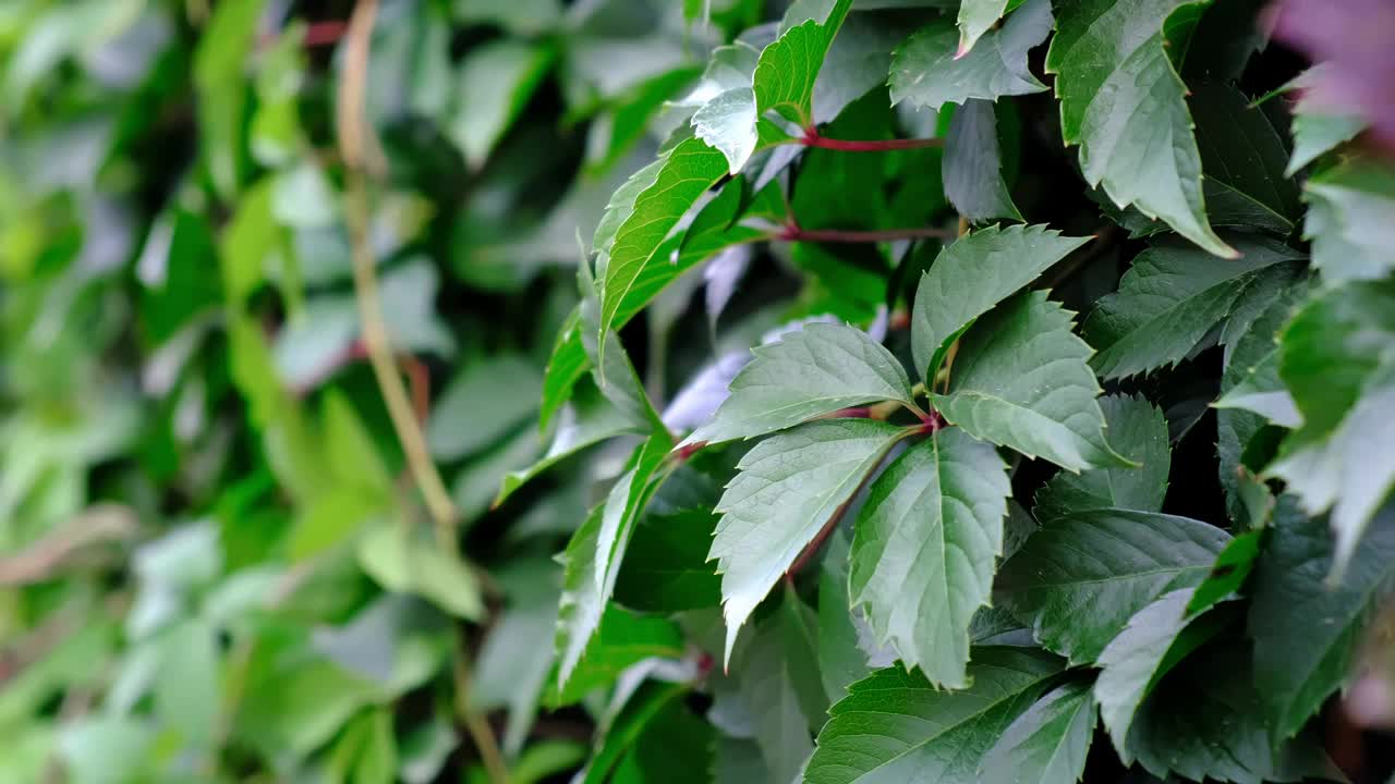 野葡萄叶的绿色树篱。茂密的灌木篱墙。自然的纹理。植物的背景。美丽的自然壁纸。花园装饰。长满常春藤的墙。高画质4K视频下载