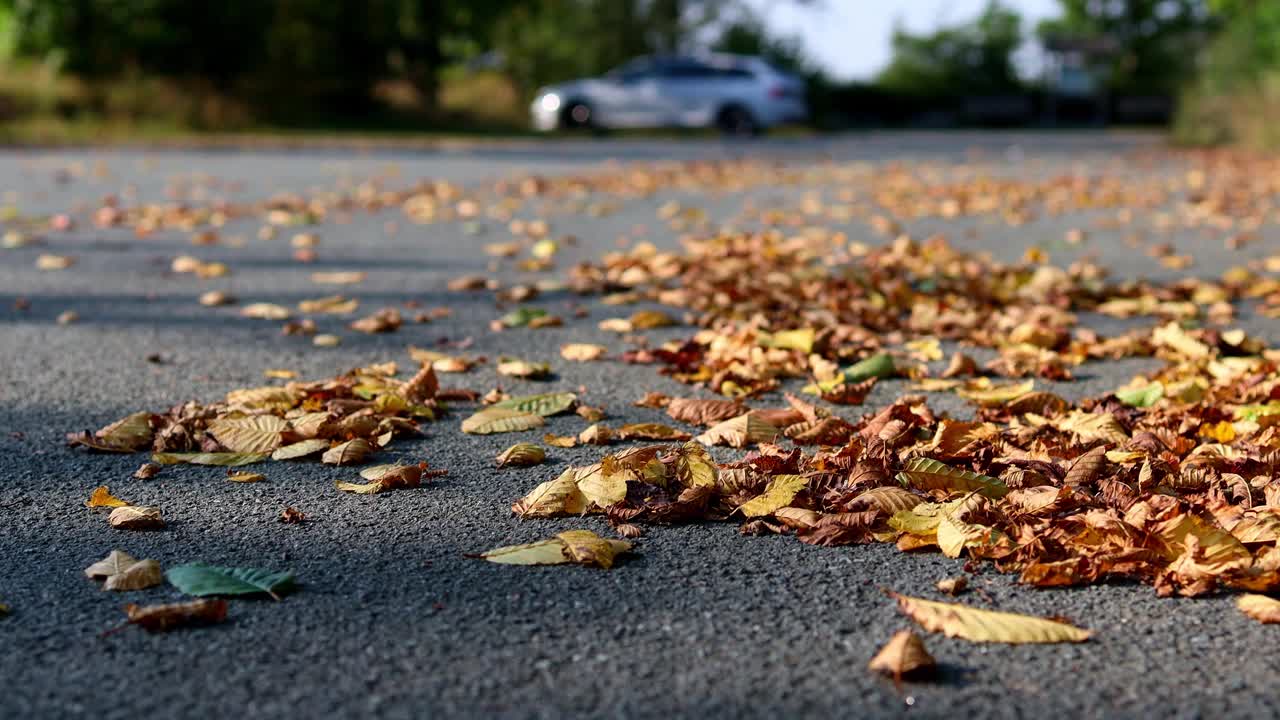 第一个秋叶在街上4k 25fps视频视频素材