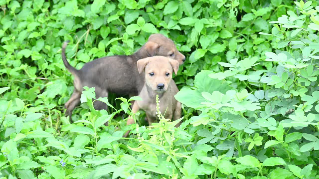 印度流浪狗小狗。视频下载