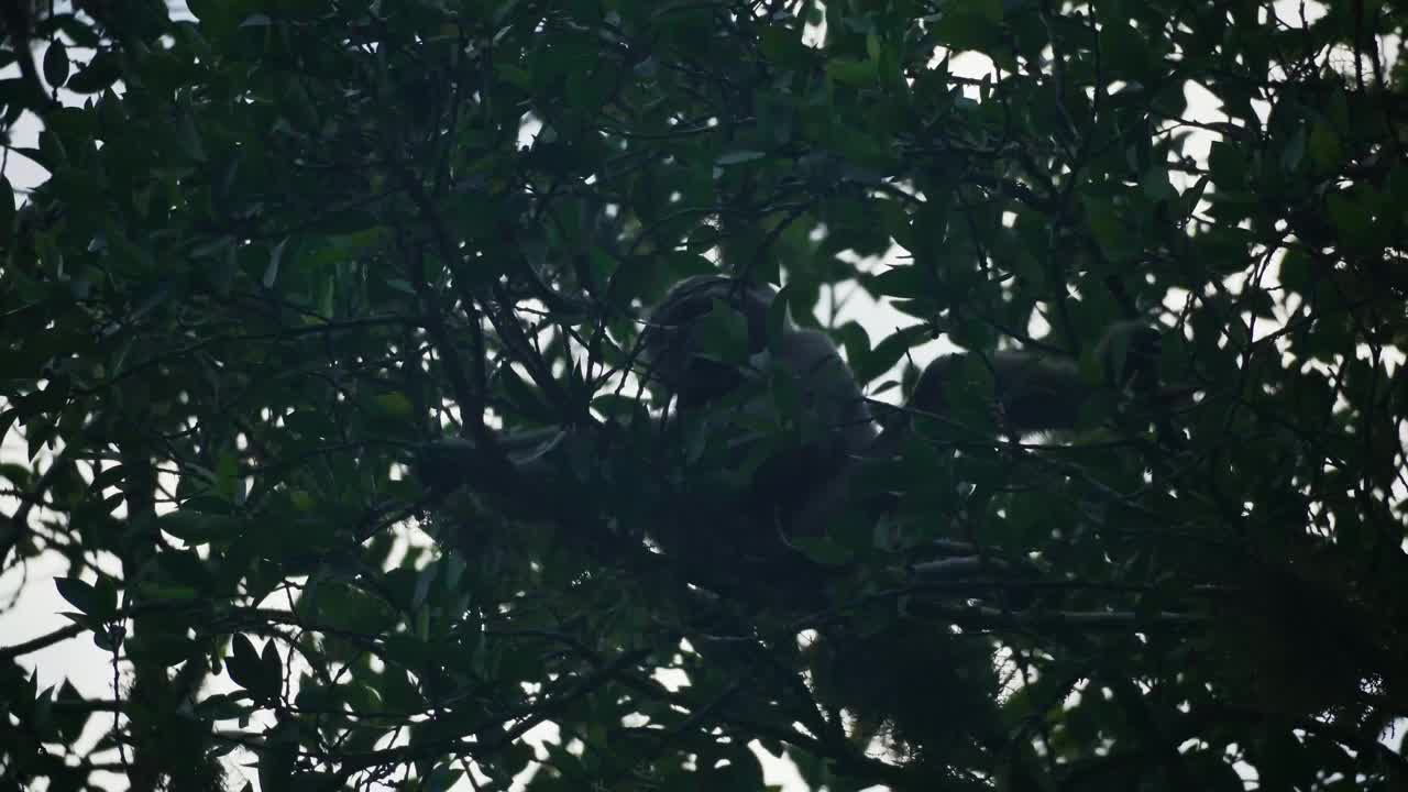 野生长臂猿进食的惊人特写视频下载