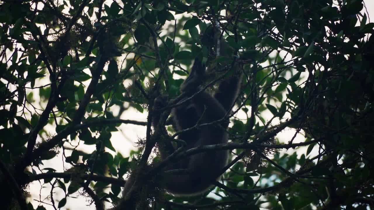 野生长臂猿进食的惊人特写视频下载