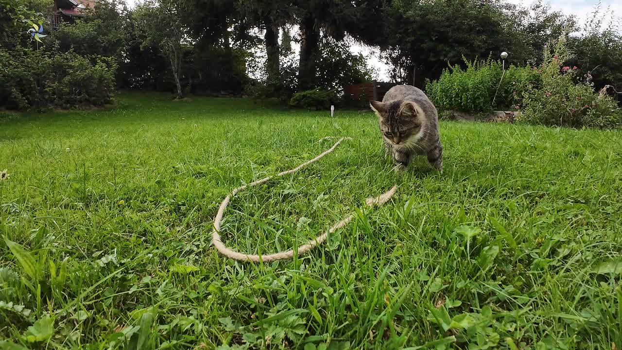 有趣的视频，一只小猫小心翼翼地在草地上玩绳子视频下载