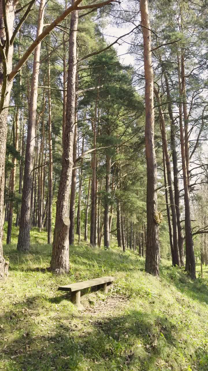 夏天松树林中的木屋视频下载