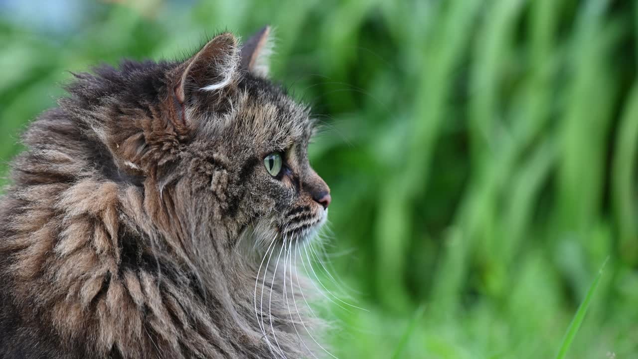 长毛猫在绿草地上四处张望视频下载