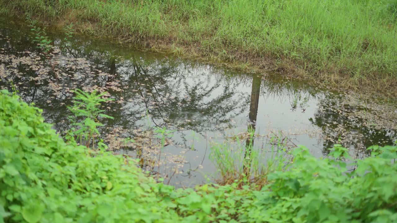 在印度拉贾斯坦邦乌代普尔附近，森林中央的溪流上形成了水波纹的4K特写镜头。树叶落在水中，激起涟漪。视频下载