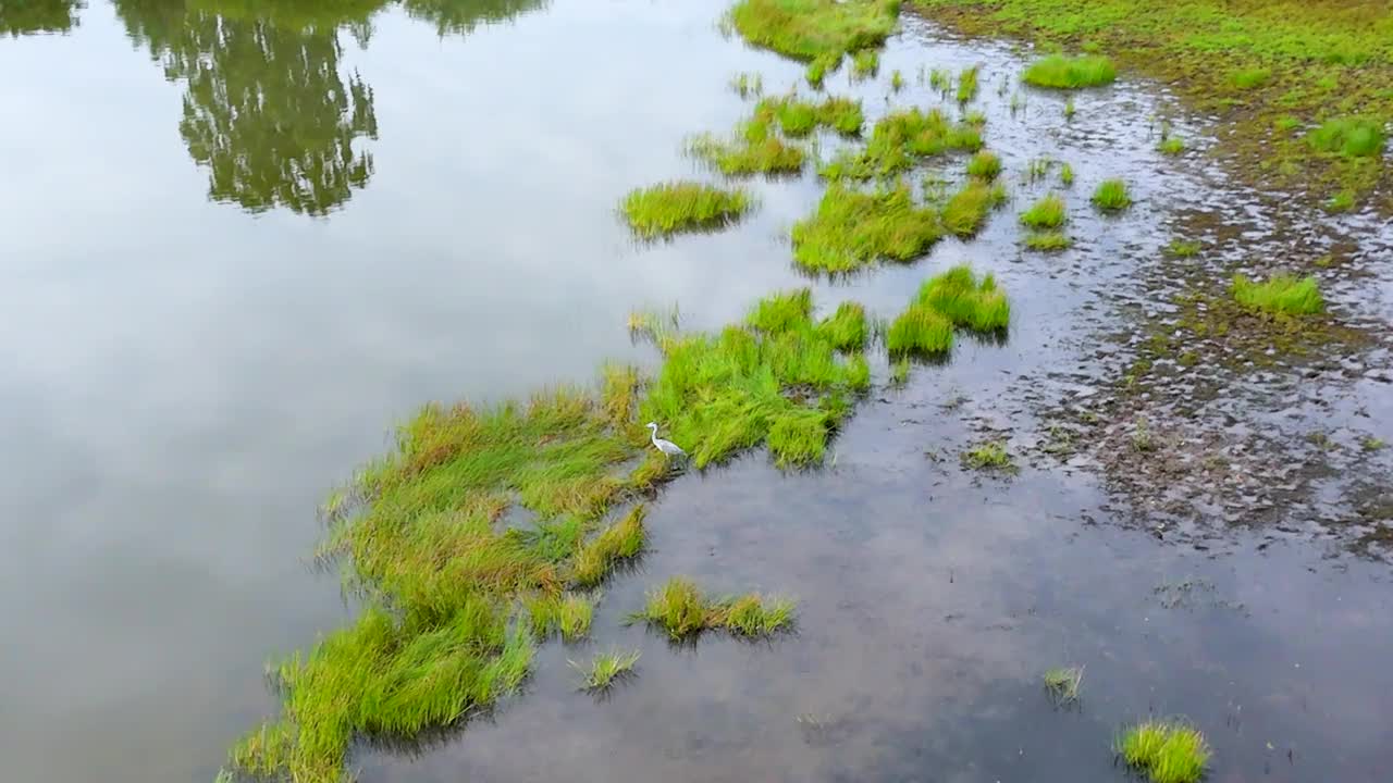 苍鹭飞离湖面视频下载