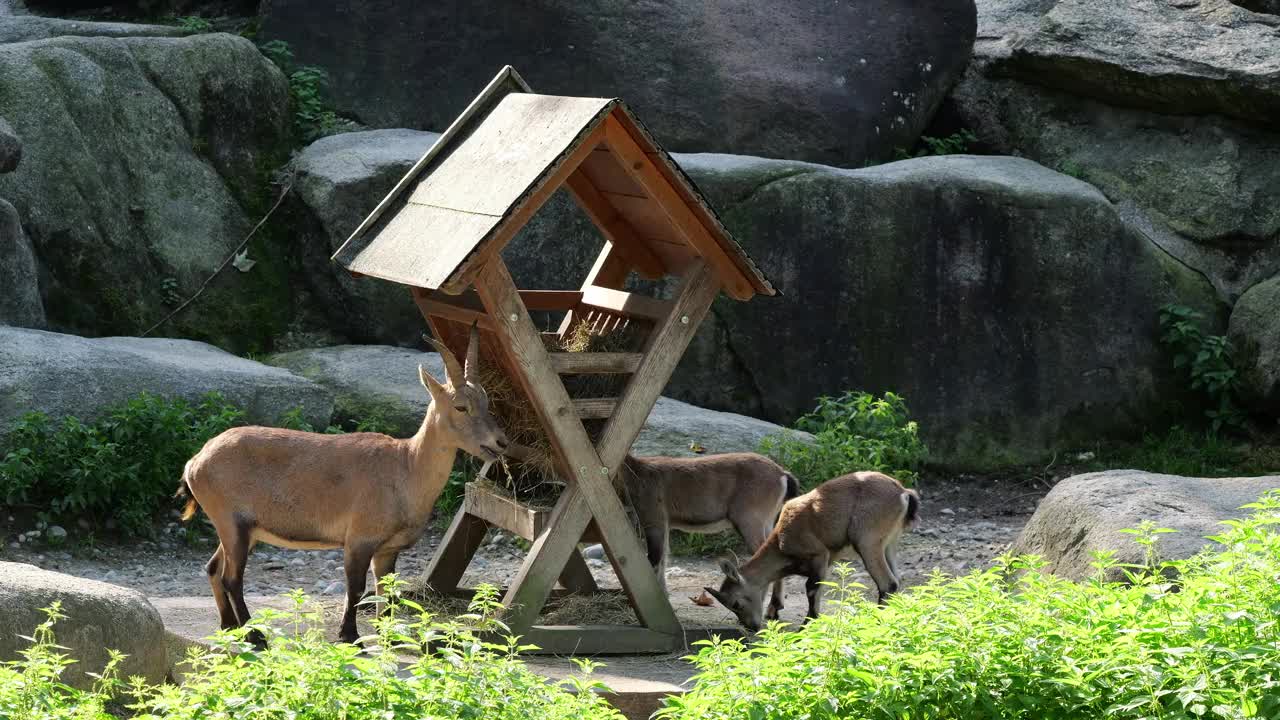 雄性山地野山羊或卡普拉野山羊坐在岩石上视频下载