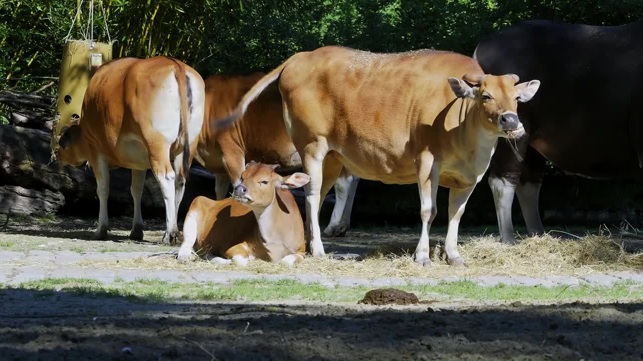 Banteng, Bos javanicus或红牛是一种野牛。视频下载