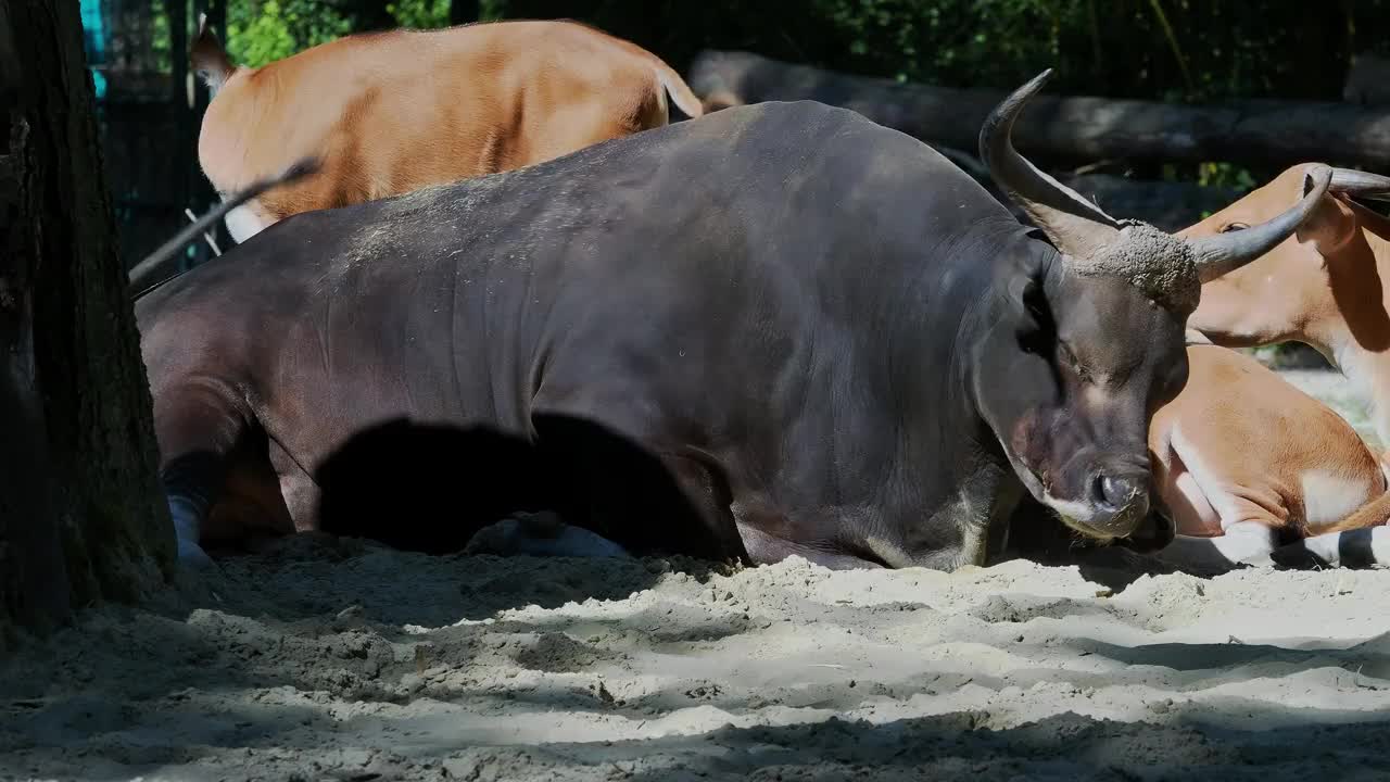 Banteng, Bos javanicus或红牛是一种野牛。视频下载