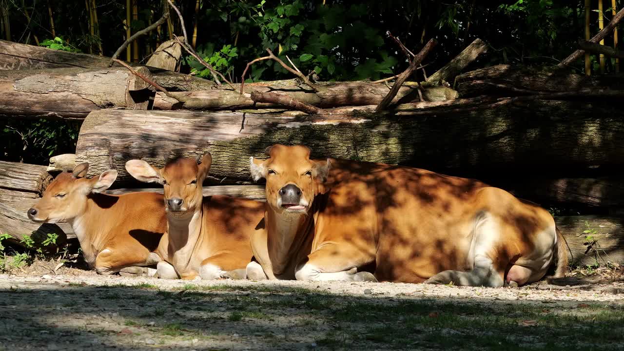 Banteng, Bos javanicus或红牛是一种野牛。视频下载