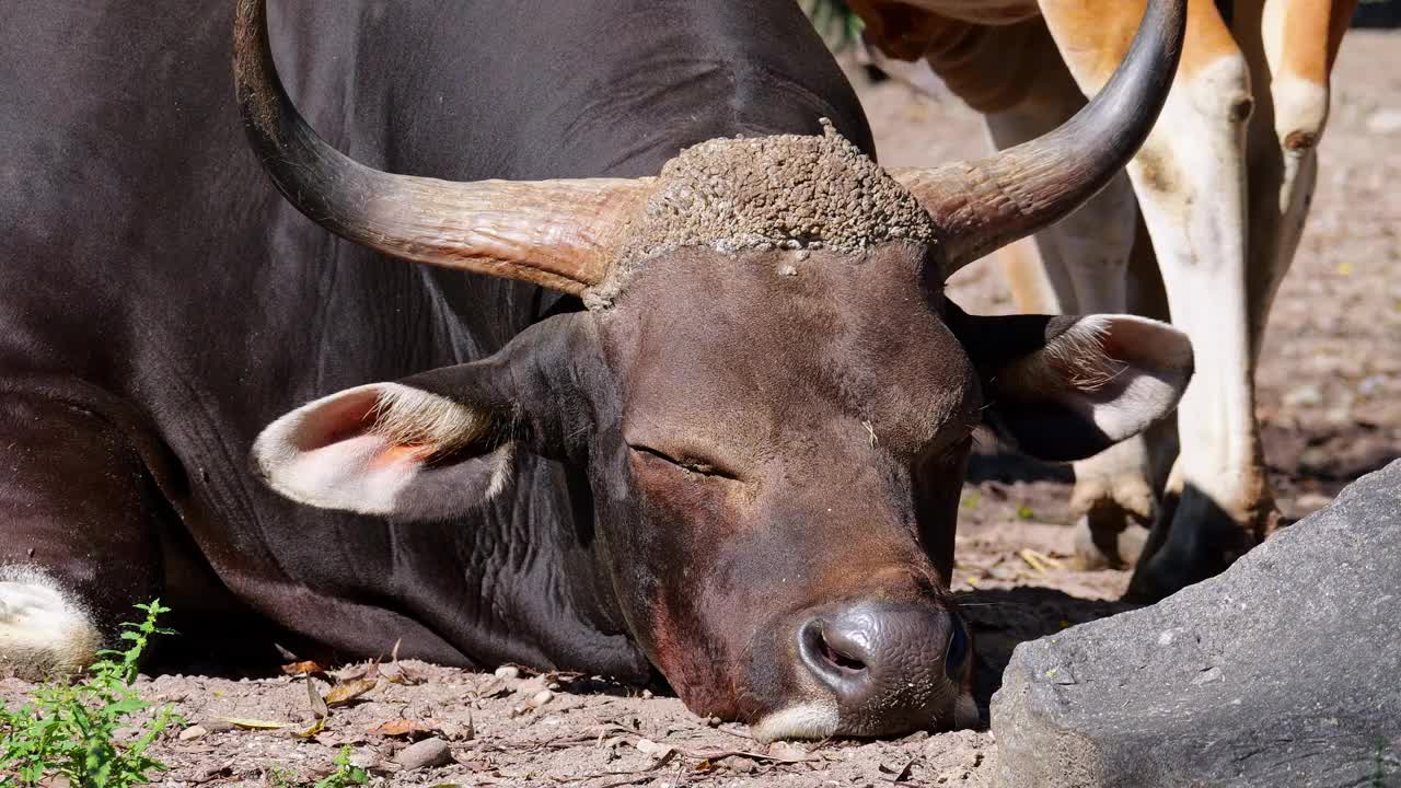 Banteng, Bos javanicus或红牛是一种野牛。视频下载