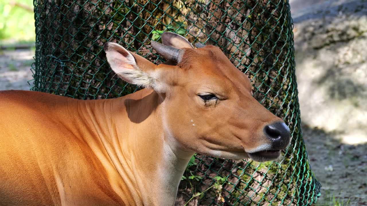 Banteng, Bos javanicus或红牛是一种野牛。视频下载