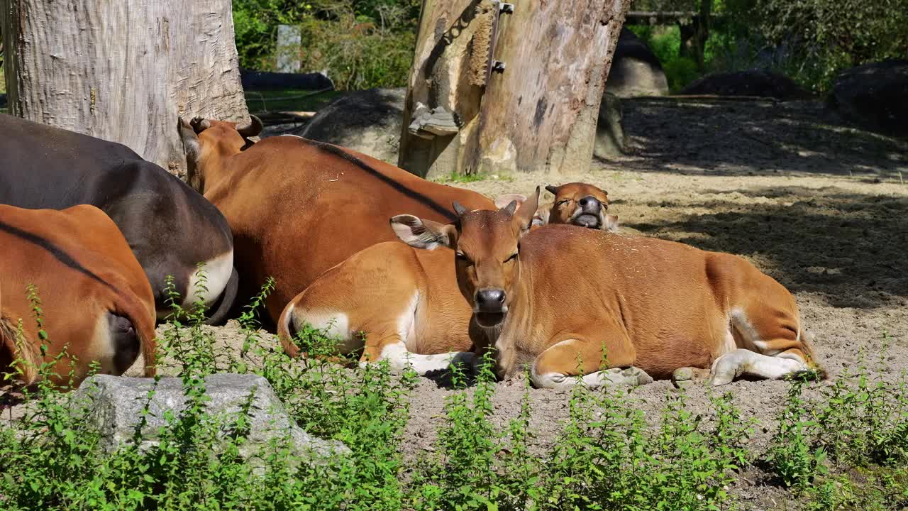 Banteng, Bos javanicus或红牛是一种野牛。视频下载