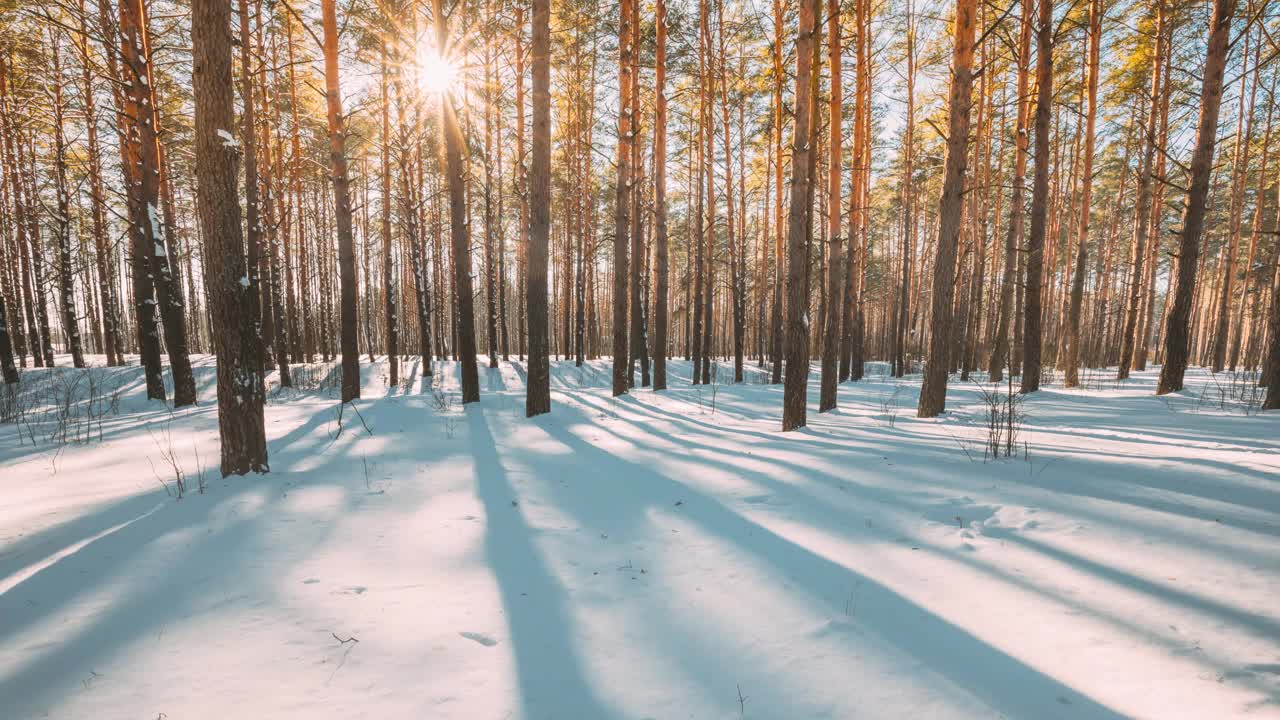 4K美丽的蓝色阴影从松树在运动在冬季雪地。森林里的阳光。日落的阳光穿过松树，绿林，森林景观。雪景延时延时视频下载